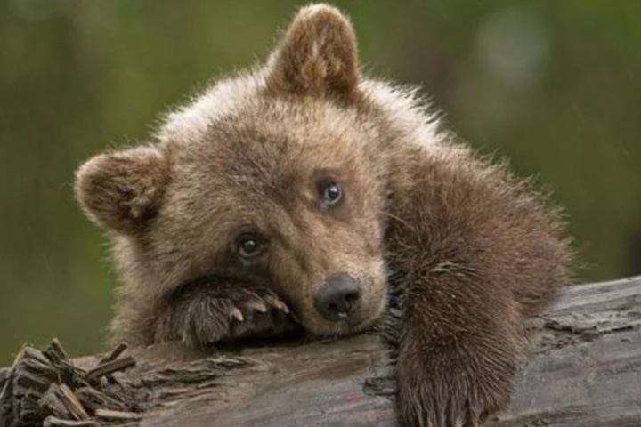 Медведи проснулись в Красноярском крае