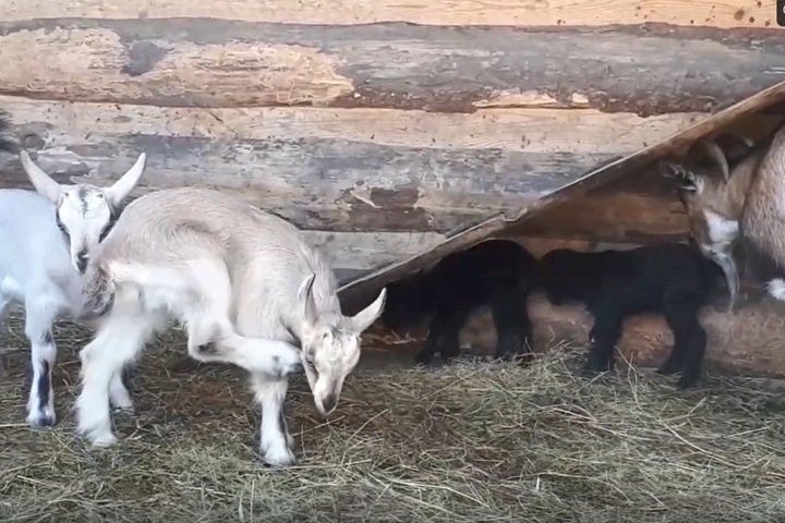 «Козлами мы укомплектованы»: в зоопарке Барнаула родились четверо козлят