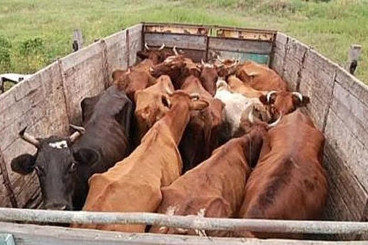 Количество краж скота в Бурятии выросло почти в два раза