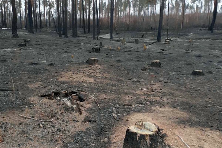Незаконные вырубки нашли на месте лесных пожаров в Забайкалье