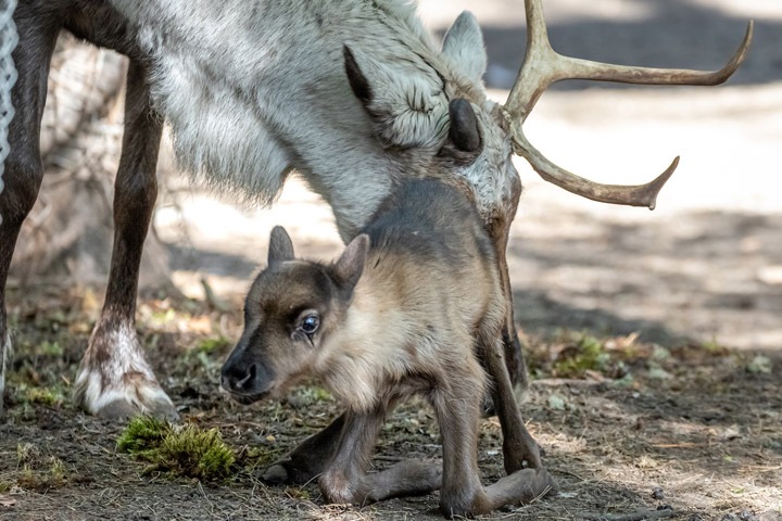 Лосята, козлята и северный олень родились в новосибирском зоопарке. Фото