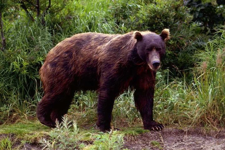 Медведи на Байкале и «дикий запад» в Томской области. Сибирь за неделю