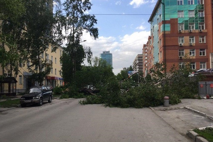 Упавшее из-за урагана дерево перекрыло улицу в центре Новосибирска. Фото