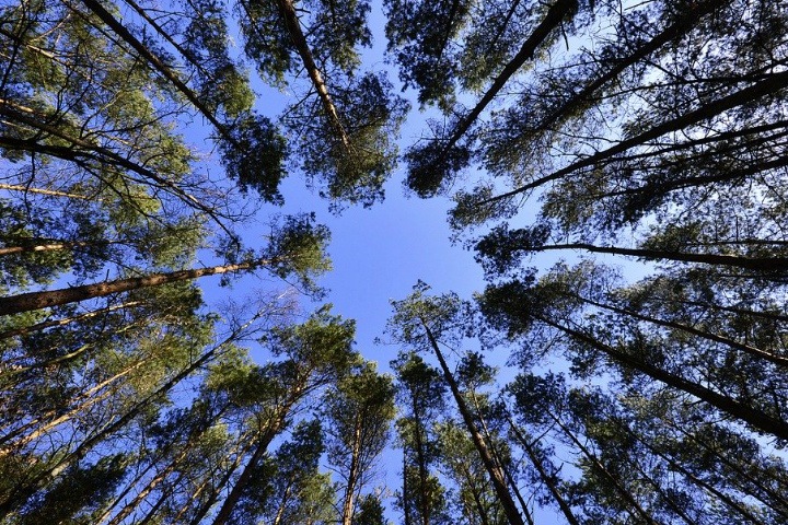 Прокуратура вернула статус городских лесов территории в 1,2 га в Новосибирске