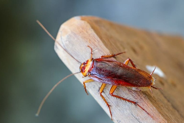 Пациенты алтайской больницы пожаловались на нашествие тараканов