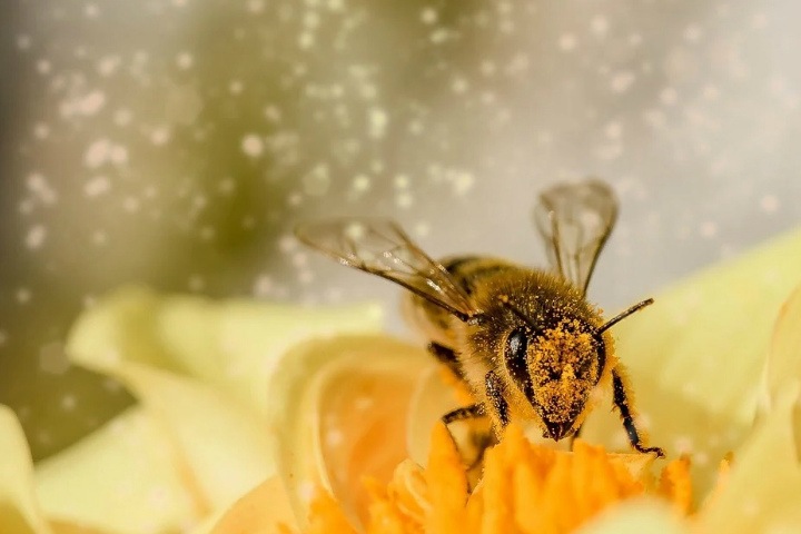 Следственный комитет проверяет массовую гибель пчел под Новосибирском
