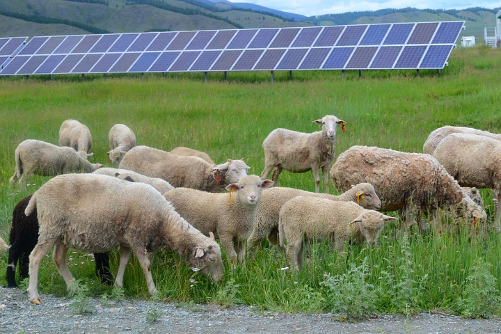 Территория солнечной станции стала пастбищем для овец в Республике Алтай