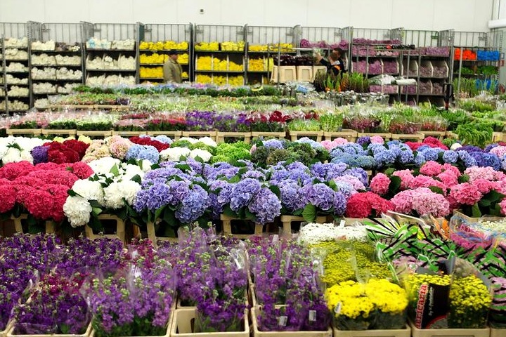 Где купить цветы оптом в Москве
