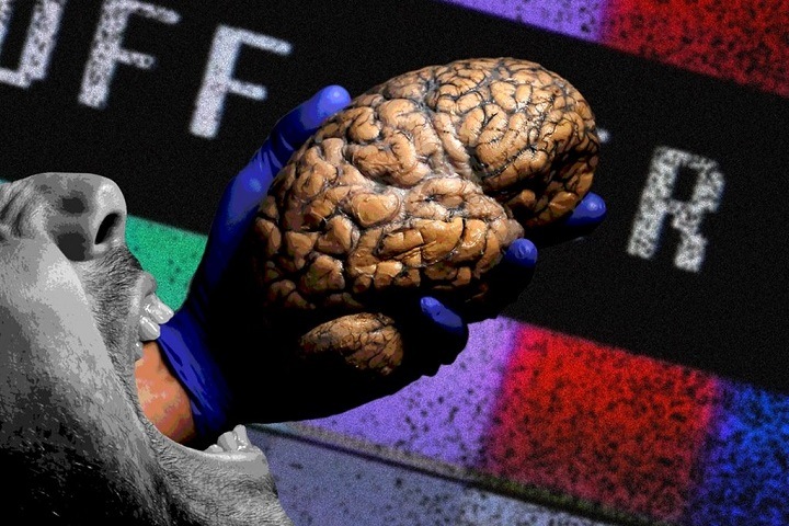 Новосибирские ученые нашли новые факторы риска болезни Альцгеймера в детстве