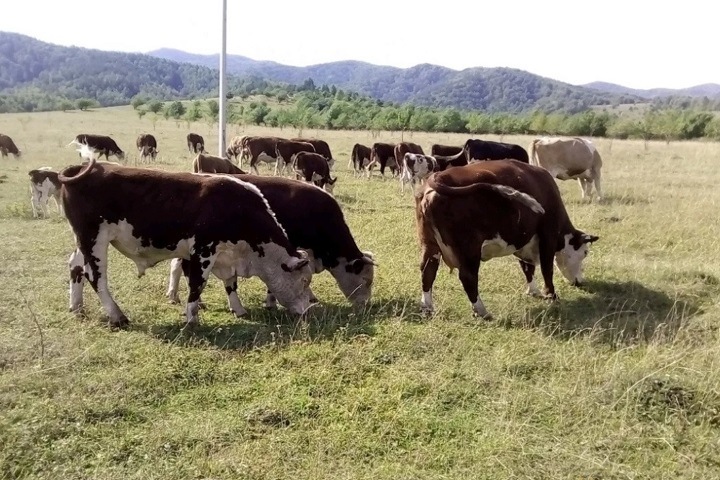 Алтайский чиновник рассказал о сборе соломы на корм скоту из-за засухи