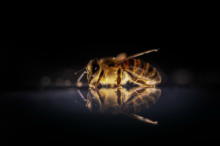 Массовая гибель пчел вновь произошла в Алтайском крае