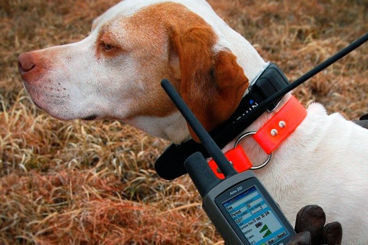 Раздетый сосед из органов: новосибирца обвинили в сбыте шпионских устройств из-за GPS-трекеров для собак