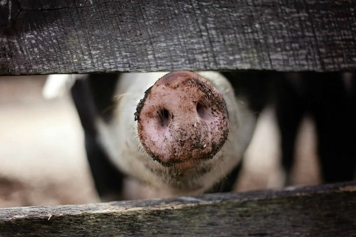 Африканская чума свиней обнаружена в Забайкалье