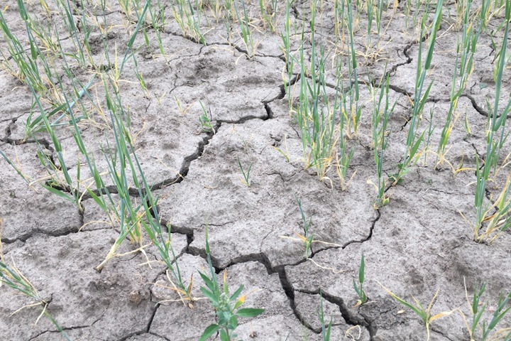 Посевы полностью погибли в 23 районах Алтайского края из-за засухи