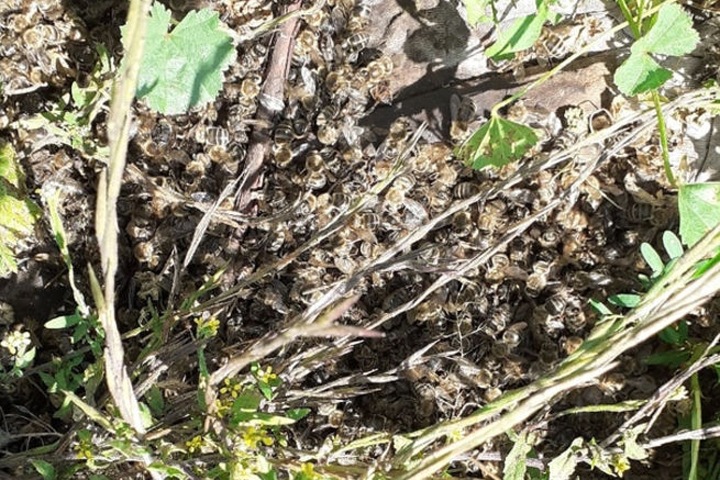 Массовая гибель пчел произошла в Кузбассе