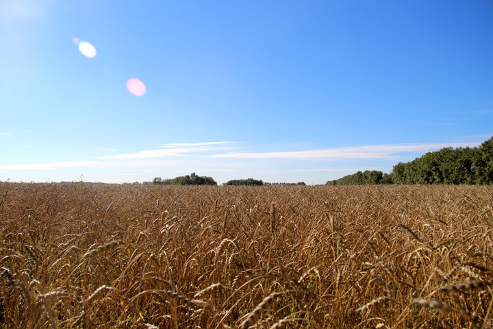 Более 150 тыс. гектаров посевов погибло на Алтае
