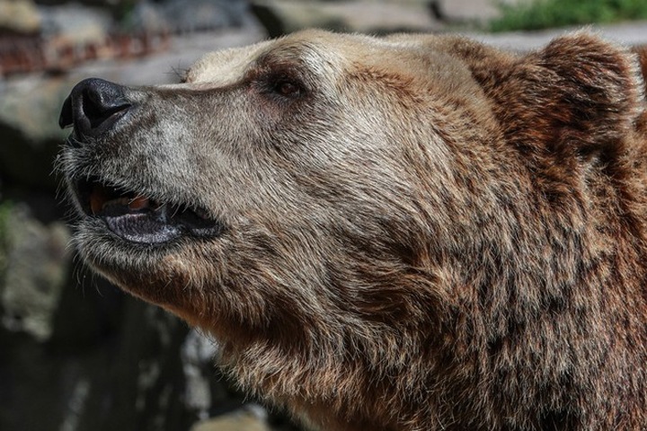 Медведь напал на сотрудника забайкальского заповедника