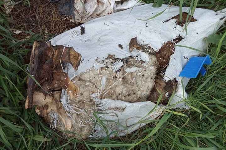 Свалки разлагающихся останков животных обнаружили у томского поселка