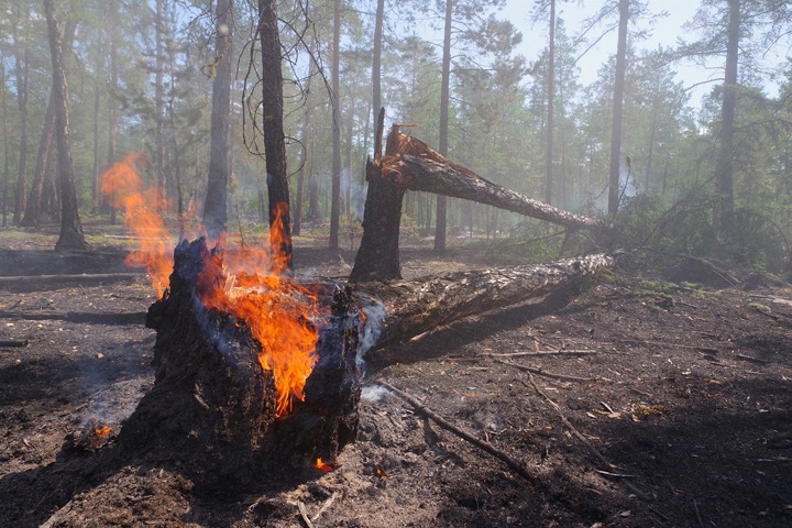 Площадь лесных пожаров в Сибири выросла в полтора раза