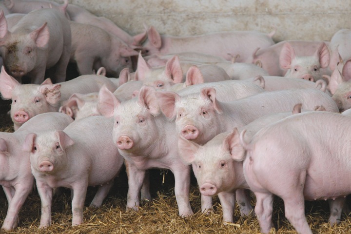Свиней запретили выгуливать в Бурятии из-за вспышки чумы