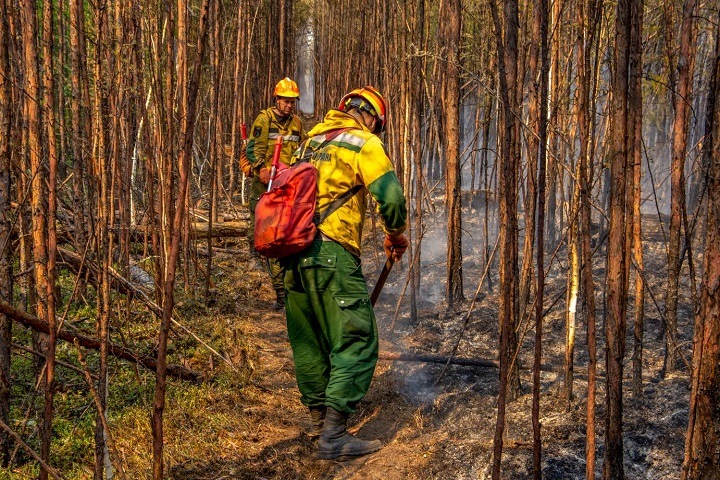 Режим ЧС ввели в Томской области из-за лесных пожаров