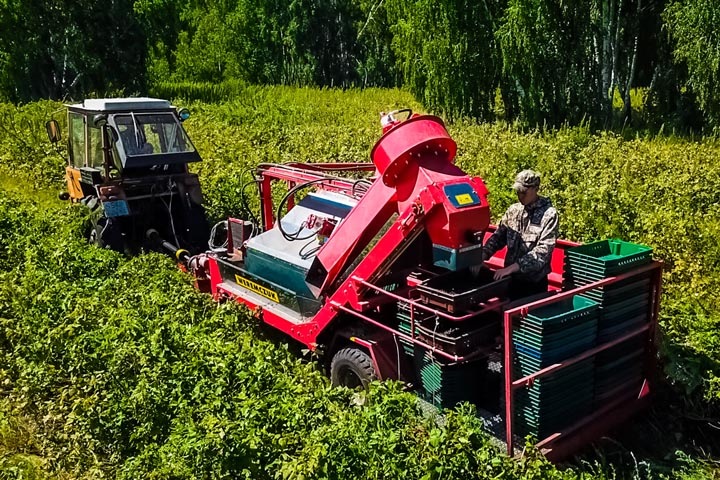 «Здесь чудес не бывает, работать надо»: как фермеры выращивают ягоды в Сибири
