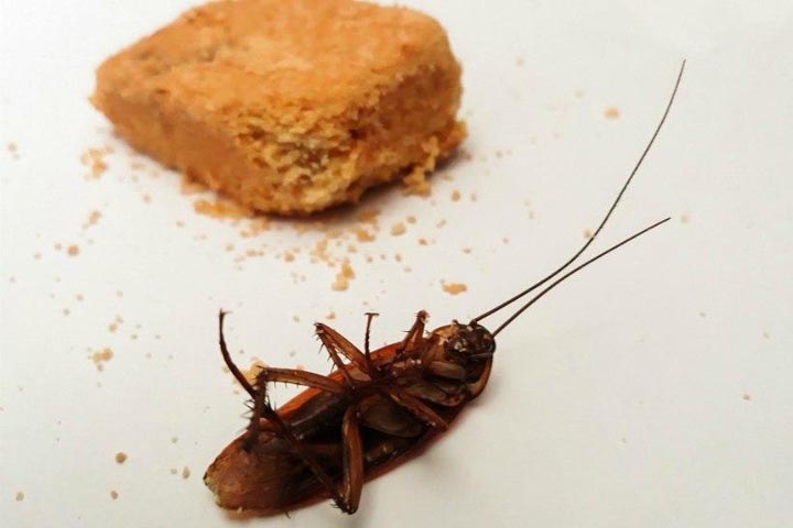 Пациенты иркутской больницы пожаловались на тараканов в еде