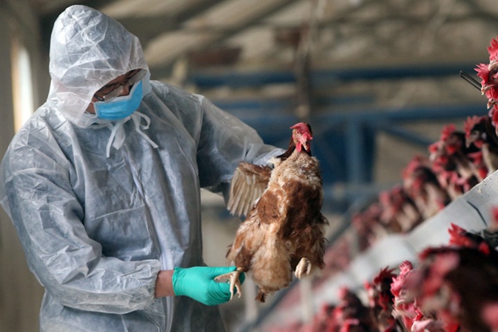 Режим ЧС ввели в Омской области из-за птичьего гриппа