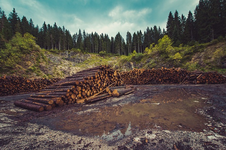 Контрабанду леса в Китай на 620 млн рублей выявили в Иркутской области