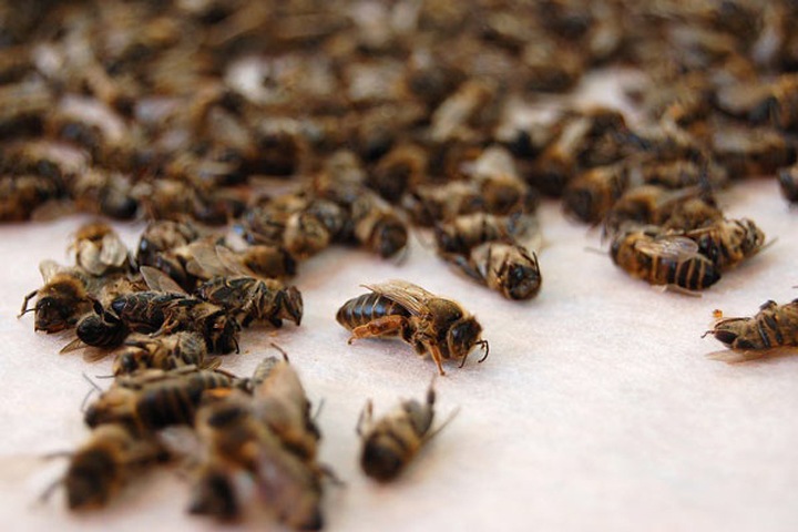Массовая гибель пчел произошла на Алтае после химобработки полей