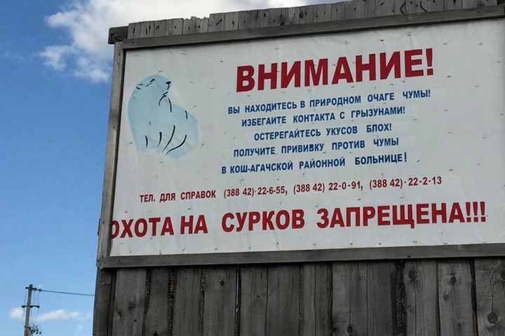 Иркутские ученые поборются с очагом чумы на Алтае