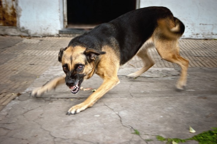 Уголовное дело возбуждено после нападения бездомной собаки на ребенка в Забайкалье