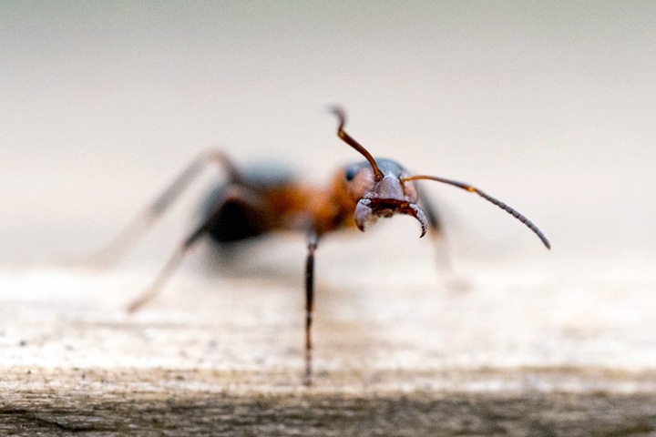 Бурятия заняла первое место по плотности муравьев в России