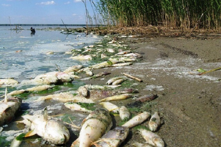 Жители связали гибель рыбы в алтайском озере с промышленной ловлей
