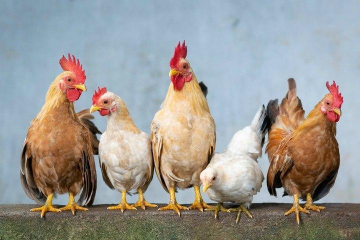 Все поголовье птицы уничтожат на фабрике омского депутата из-за гриппа