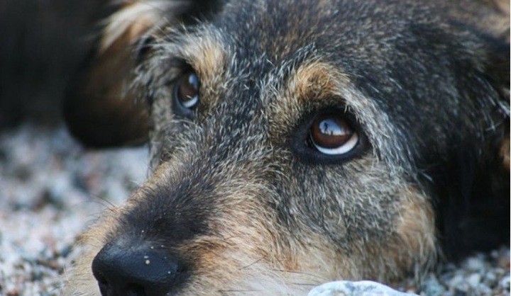 Собак начали есть на Алтае, чтобы выжить