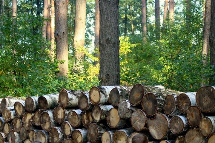 Работник лесхоза в Бурятии отделался обязательными работами за 3 тыс. вырубленных деревьев