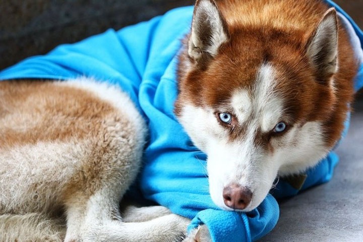 Житель Кузбасса украл собаку из жалости, но продал ее ради покупки мороженого