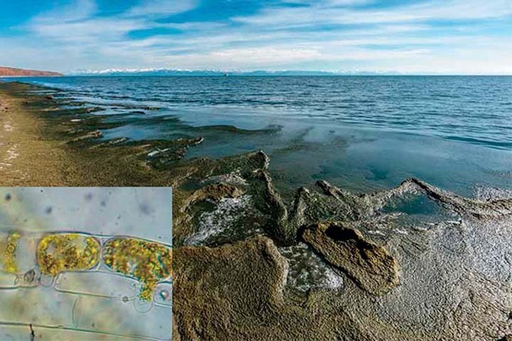 Северное побережье Байкала очистят от спирогиры
