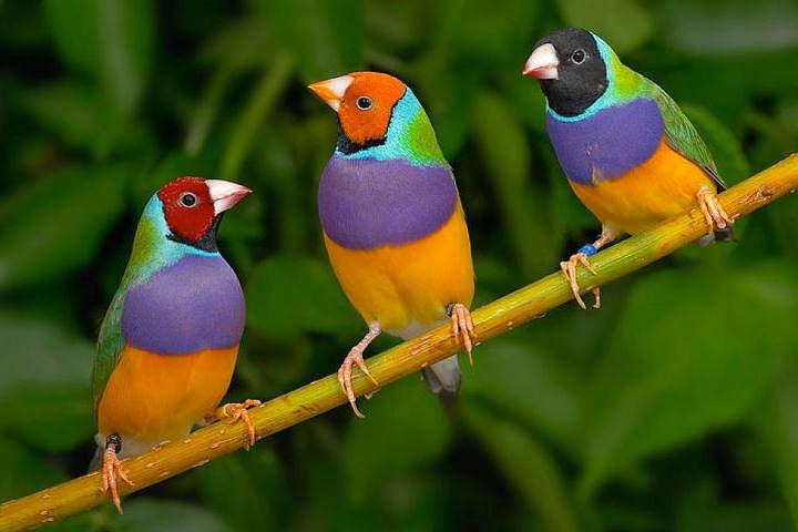 Экзотические птицы фото красивые