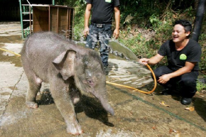 Единственного выжившего после массового отравления слонов в Малайзии детеныша «продают» в Новосибирске