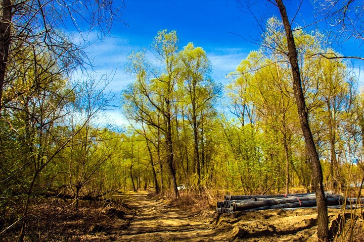 Более 100 деревьев украли у Новосибирска