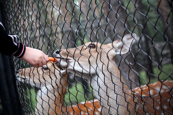 Чиновник предложил скармливать изъятое у нелегальных торговцев животным новосибирского зоопарка