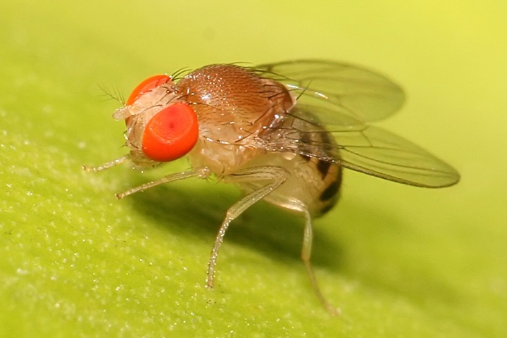 Глаза насекомых помогли ученым создать антибликовое покрытие для медицины и обороны
