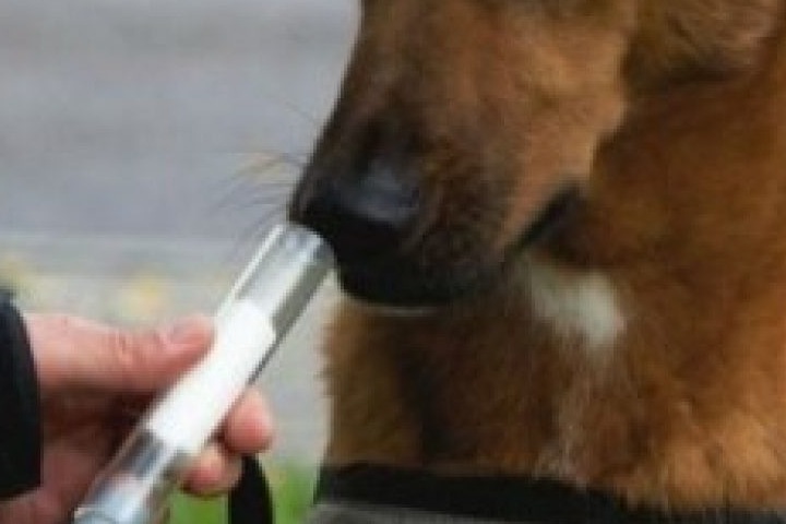 Собаки вычисляют коронавирус по запаху
