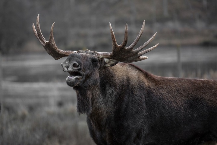 Новосибирское правительство решило запретить охоту на лося