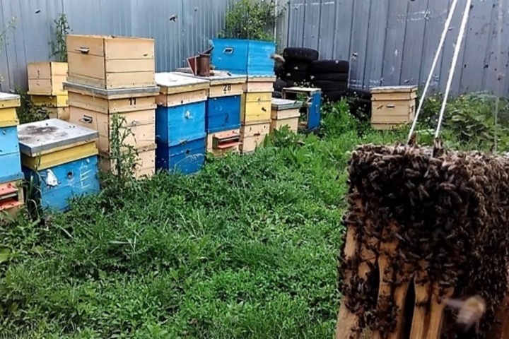 Как алтайская семья отсудила 60 тыс. за укусы «миролюбивых» пчел