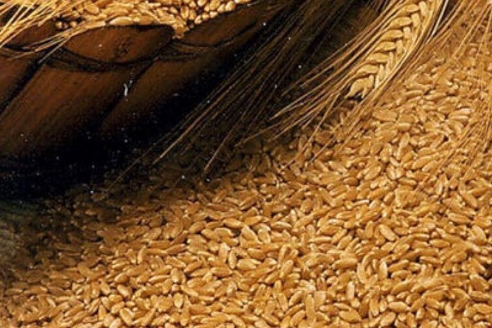 Обширный ассортимент семян озимой пшеницы