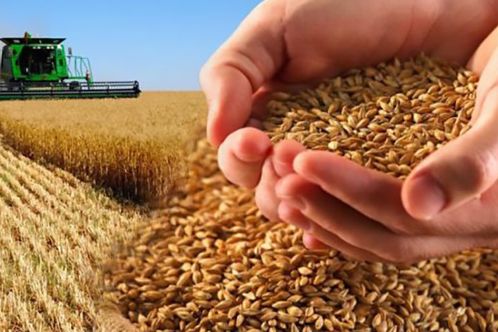 Продать пшеницу выгодно. Информация о культуре