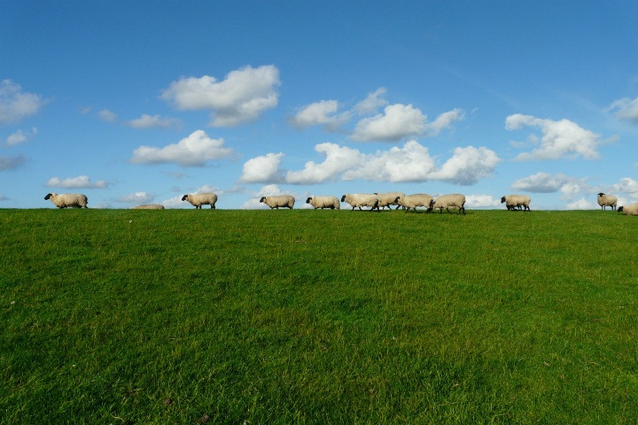 Самых древних домашних овец нашли на Алтае